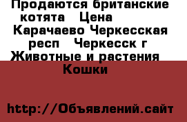 Продаются британские котята › Цена ­ 2 000 - Карачаево-Черкесская респ., Черкесск г. Животные и растения » Кошки   